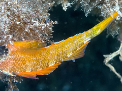 Tripterygion delaisi