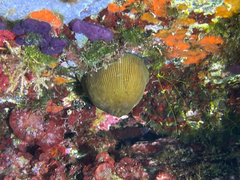 Actinia striata