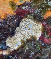 Hemimycale columella