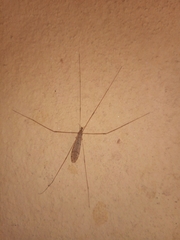 Limoniinae