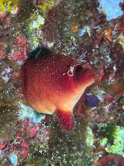 Halocynthia papillosa