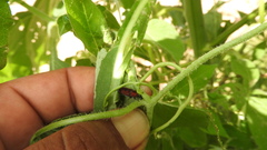 Rhodobaenus sanguineus
