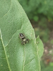 Phidippus audax