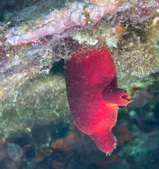 Halocynthia papillosa