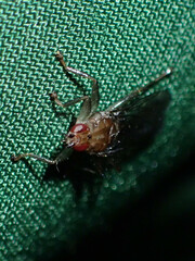 Hippoboscidae