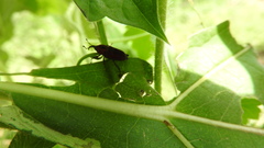 Rhodobaenus sanguineus
