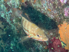 Serranus cabrilla