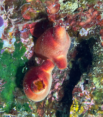 Halocynthia papillosa