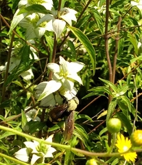 Pygodasis quadrimaculata