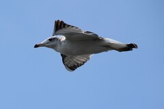 Ichthyaetus ichthyaetus