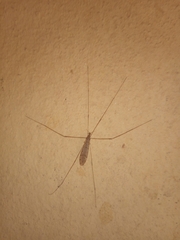 Limoniinae