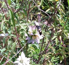 Pygodasis quadrimaculata