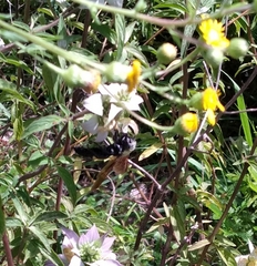 Pygodasis quadrimaculata