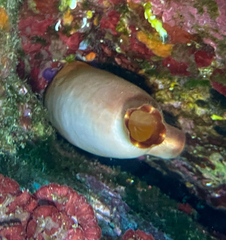 Halocynthia papillosa