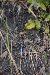 Plestiodon skiltonianus