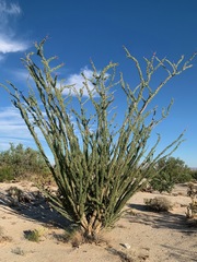 Fouquieria splendens