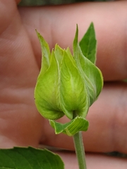 Monarda fistulosa