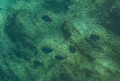 Diplodus vulgaris
