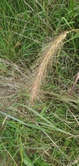 Elymus canadensis