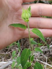 Monarda fistulosa