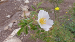 Rosa pouzinii
