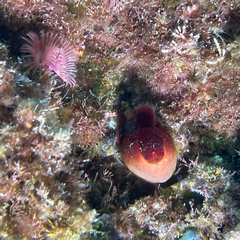 Serpula vermicularis