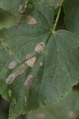 Phyllonorycter issikii