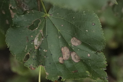 Phyllonorycter issikii