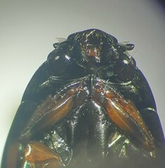 Dineutus