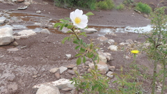 Rosa pouzinii