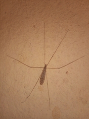 Limoniinae
