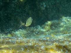 Diplodus vulgaris