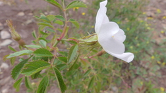 Rosa pouzinii