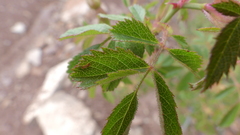 Rosa pouzinii