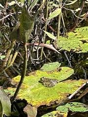 Lithobates septentrionalis