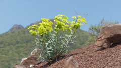 Euphorbia nicaeensis