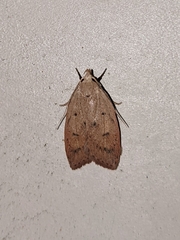 Machimia tentoriferella