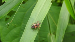 Apiomerus flaviventris