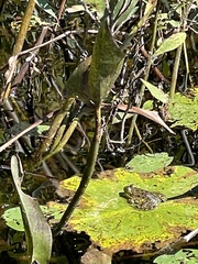 Lithobates septentrionalis