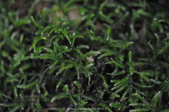 Eurhynchium