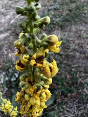 Verbascum nigrum