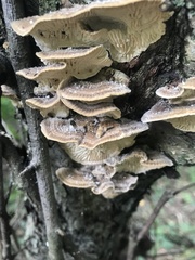 Trametes betulina