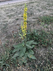 Verbascum nigrum