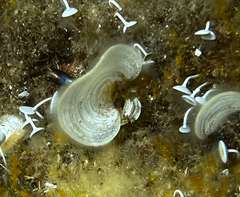 Padina pavonica