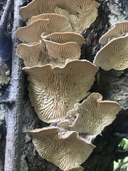 Trametes betulina