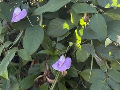 Centrosema pubescens