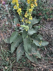 Verbascum nigrum