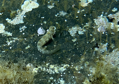 Microlipophrys dalmatinus