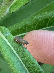 Pantomorus cervinus