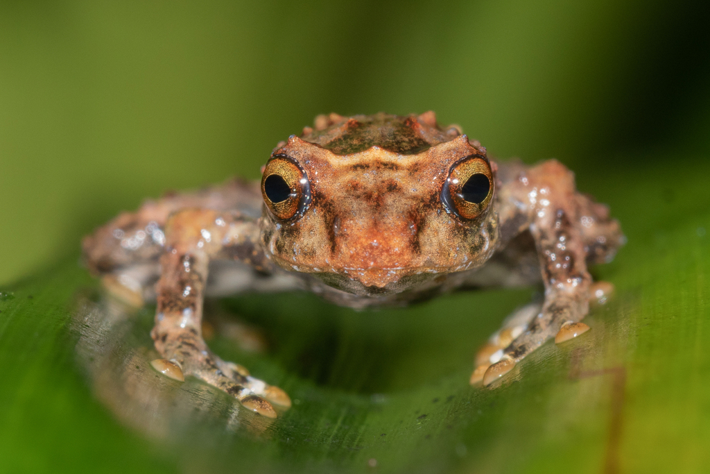 Spot-bellied Dink Frog from Limón, Costa Rica on September 03, 2022 at ...